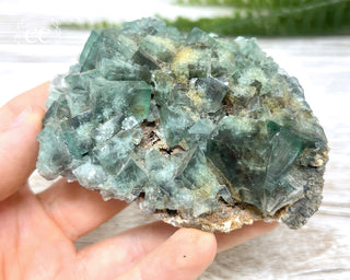 Diana Maria Fluorite #7