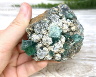 Diana Maria Fluorite #11