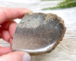Dinosaur Bone Slice #2