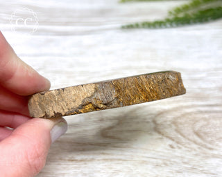 Dinosaur Bone Slice #2