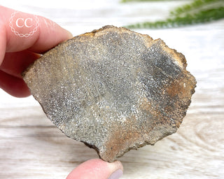 Dinosaur Bone Slice #2