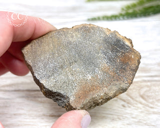 Dinosaur Bone Slice #2