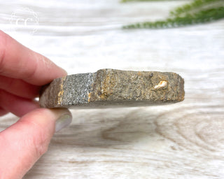 Dinosaur Bone Slice #2