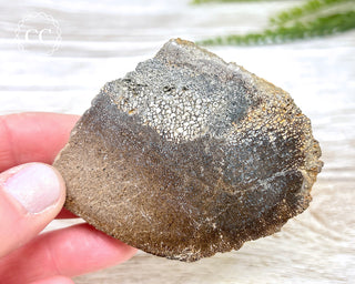 Dinosaur Bone Slice #2