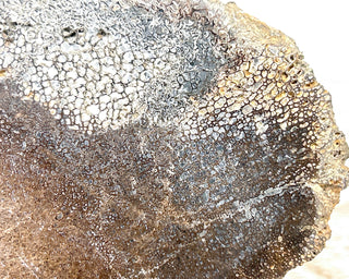 Dinosaur Bone Slice #2
