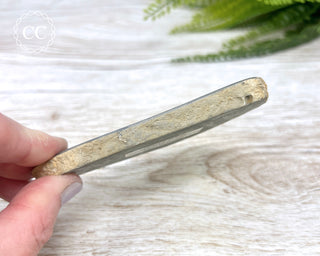 Dinosaur Bone Slice #1