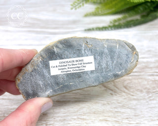Dinosaur Bone Slice #1