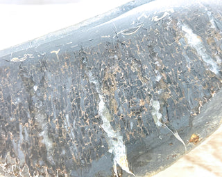 Dinosaur Bone Slice #1