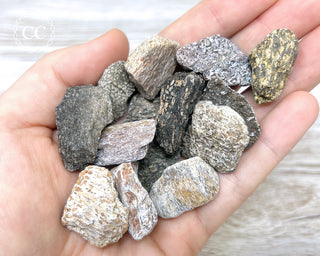 Dinosaur Bone sections in hand