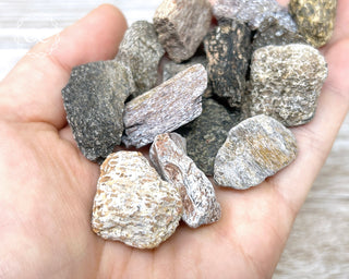 Dinosaur Bone Fossil
