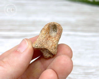 Dinosaur Toe Bone Fossil #1