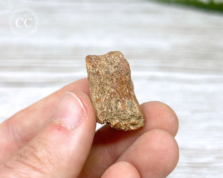 Dinosaur Toe Bone Fossil #1