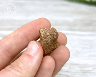 Dinosaur Toe Bone Fossil #1