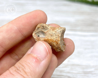 Dinosaur Toe Bone Fossil #1