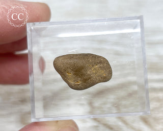 Dinosaur Coprolite #3