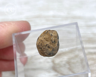 Dinosaur Coprolite #5