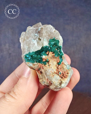 A hand holding a Dioptase specimen from Namibia 