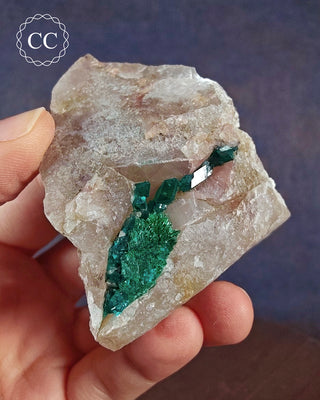 A hand holding a Dioptase specimen from Namibia 