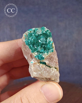 A hand holding a Dioptase specimen from Namibia 