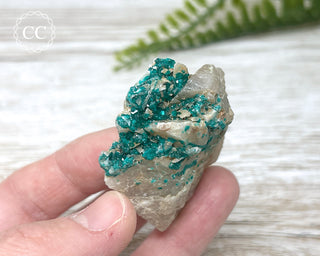 Dioptase Specimen - Namibia #11