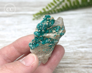 Dioptase Specimen - Namibia #11