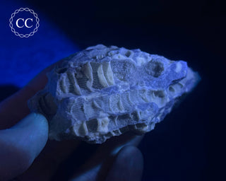 Druzy Fossil Coral #6