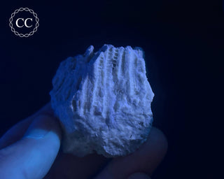 Druzy Fossil Coral #7