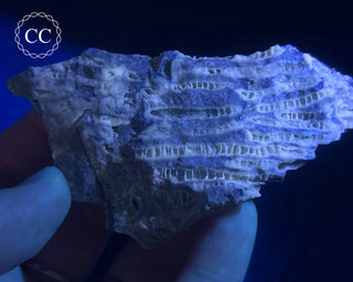 Druzy Fossil Coral #3