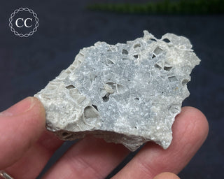 Druzy Fossil Coral #8