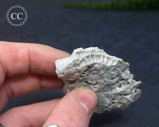 Druzy Fossil Coral #8