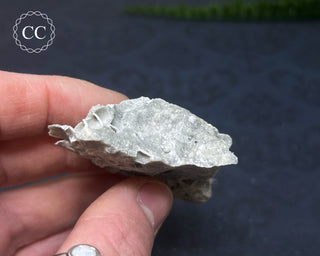 Druzy Fossil Coral #8