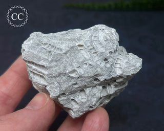 Druzy Fossil Coral #9