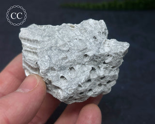 Druzy Fossil Coral #9