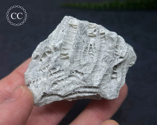 Druzy Fossil Coral #9