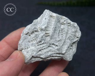 Druzy Fossil Coral #9