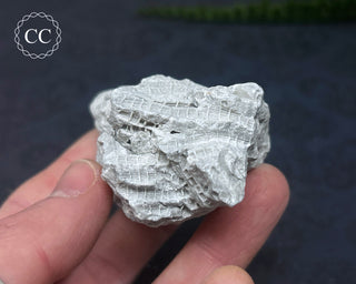 Druzy Fossil Coral #9