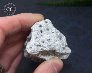 Druzy Fossil Coral #9