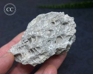 Druzy Fossil Coral #2