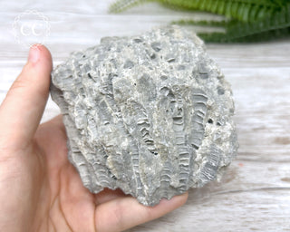 Druzy Fossil Coral #4