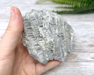 Druzy Fossil Coral #4
