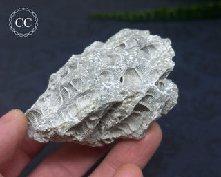 Druzy Fossil Coral #2