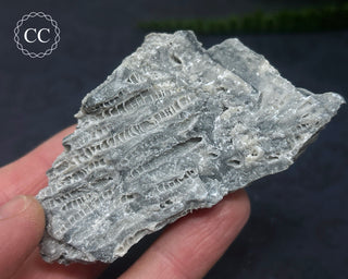 Druzy Fossil Coral #3