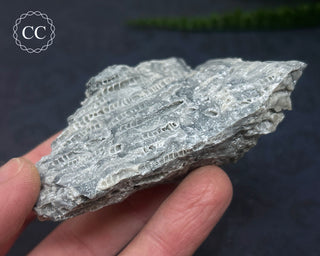 Druzy Fossil Coral #3