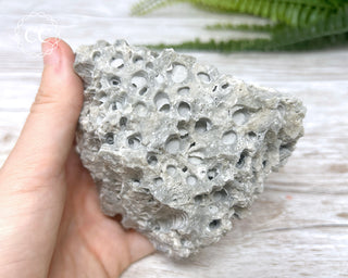 Druzy Fossil Coral #4