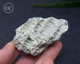 Druzy Fossil Coral #2