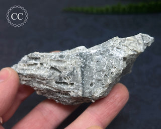 Druzy Fossil Coral #3