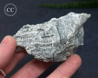 Druzy Fossil Coral #3