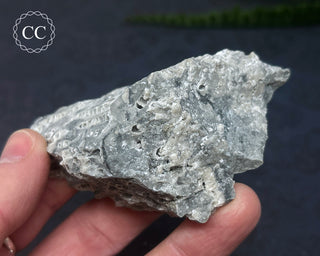 Druzy Fossil Coral #3