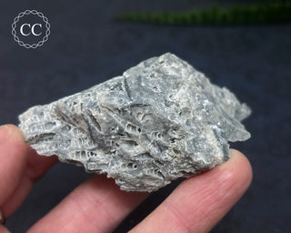 Druzy Fossil Coral #3