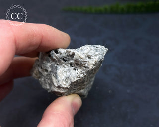 Druzy Fossil Coral #3